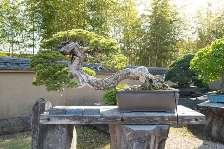 A bonsai tree with a twisted trunk and lush green foliage is displayed outdoors on a wooden table with stone supports. In the background, there are other bonsai trees and a bamboo grove.