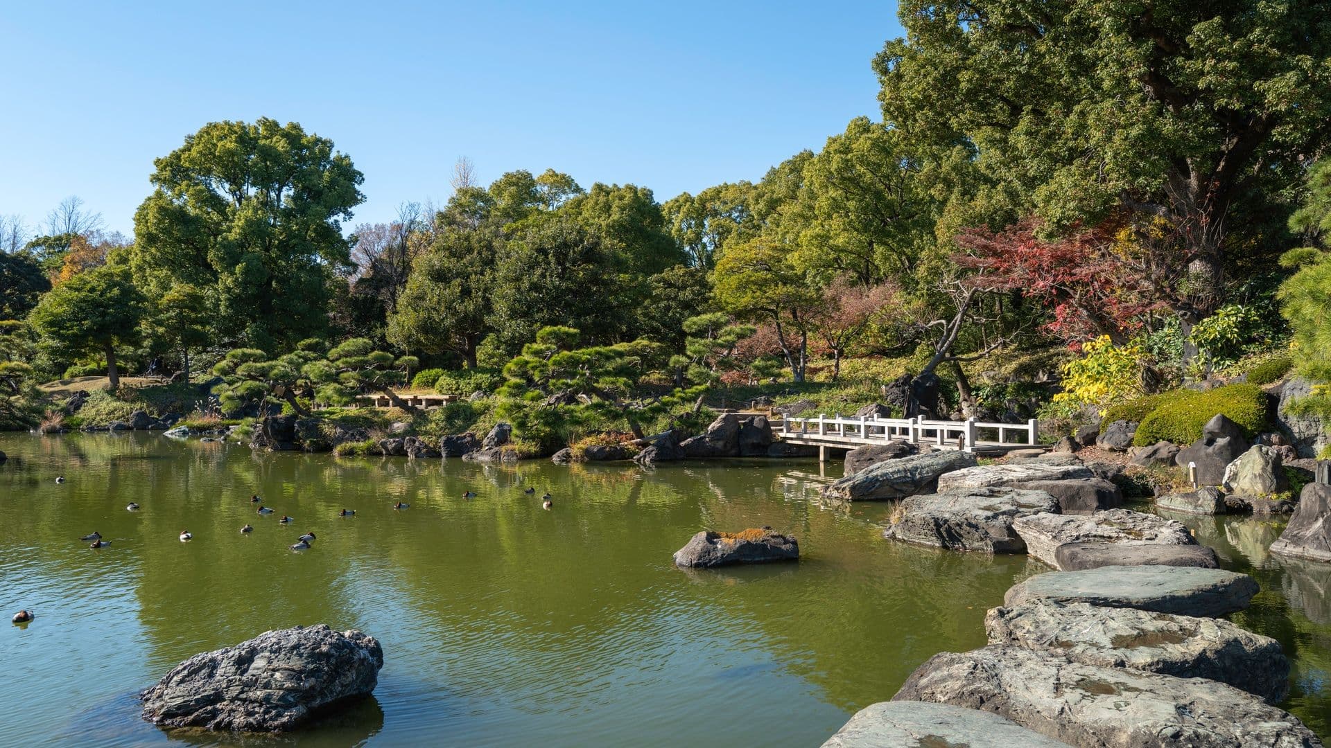 A peaceful Japanese-style garden with a pond, rocks, lush green trees, and a small white bridge under a clear blue sky.