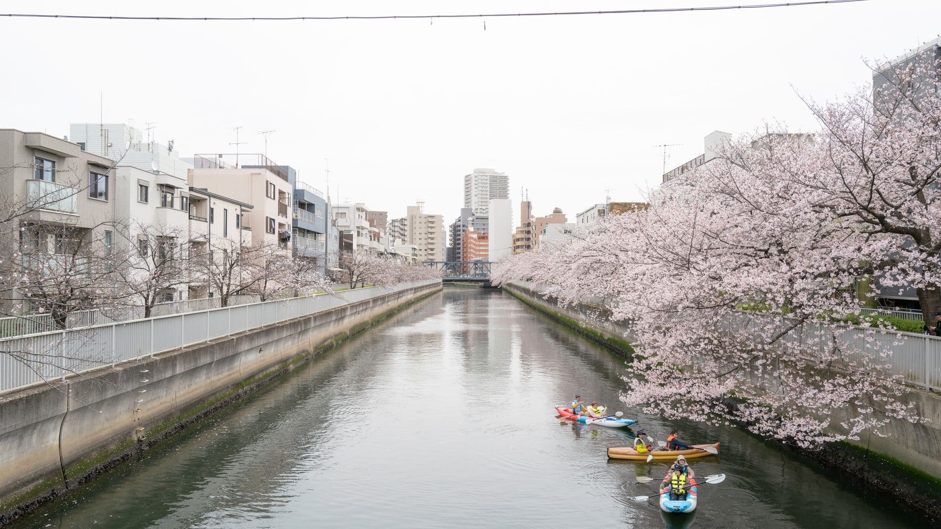 People kayaking on a river lined with blooming pink cherry blossom trees in an urban area with buildings in the background.