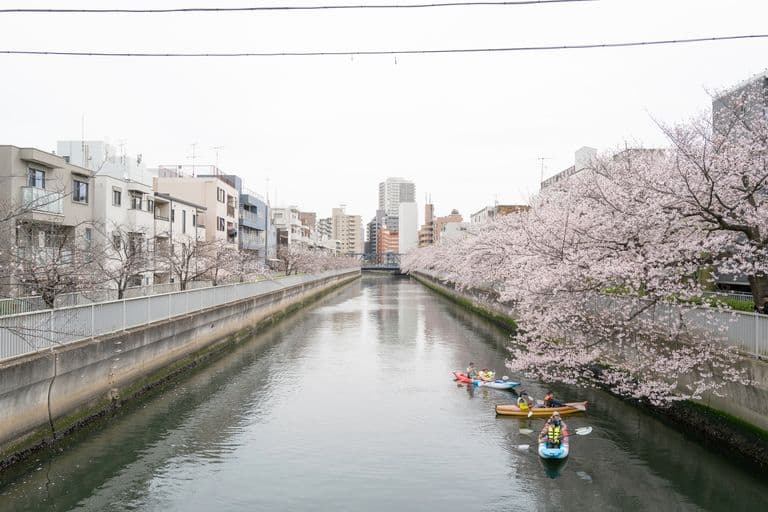 People kayaking on a river lined with blooming pink cherry blossom trees in an urban area with buildings in the background.