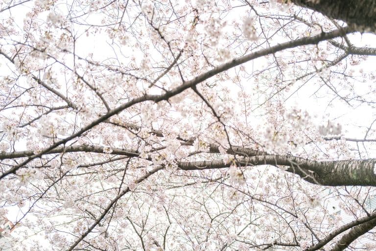 Cherry blossom tree branches with light pink flowers against a bright sky.