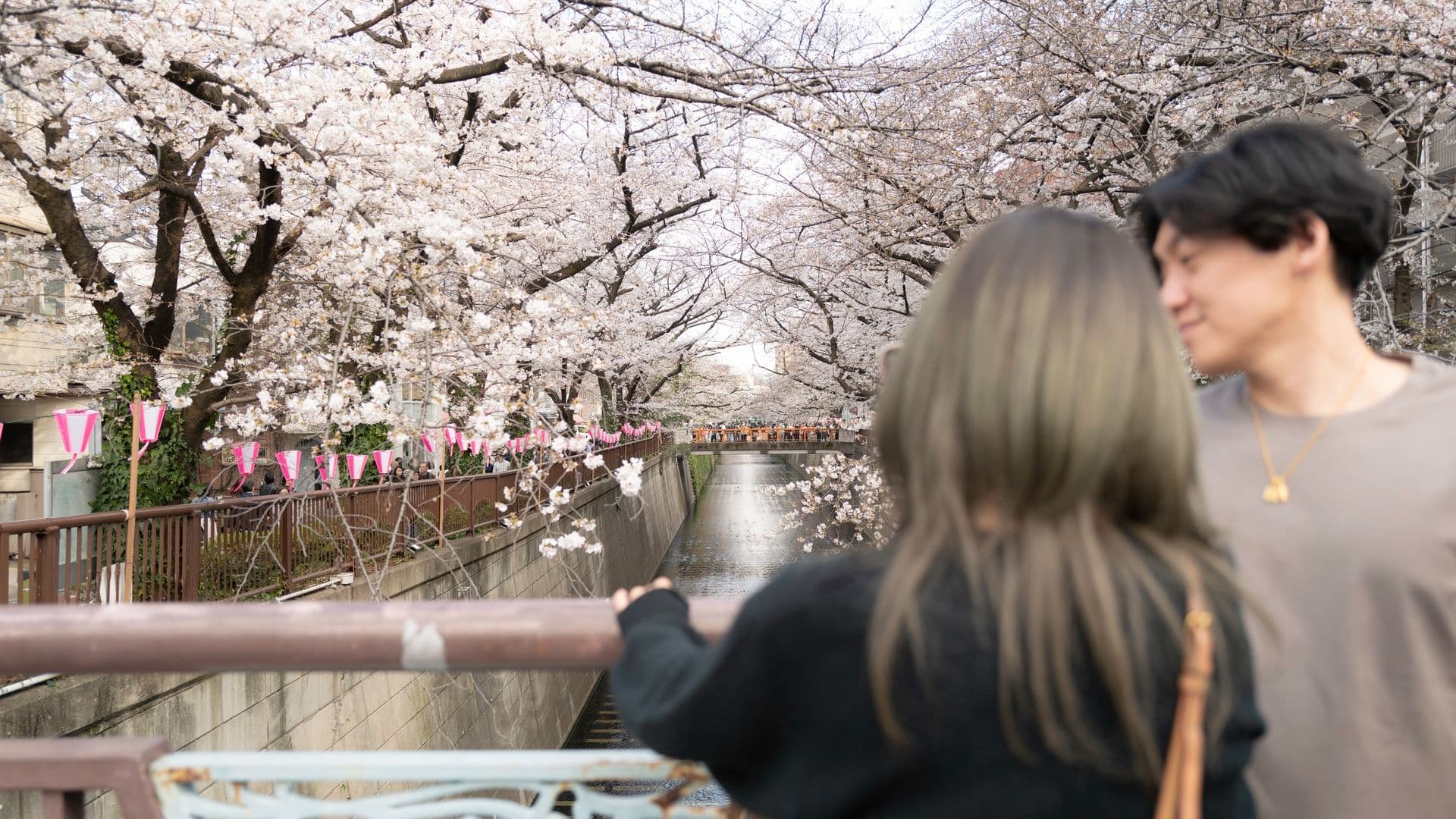 Two people standing on a bridge looking at blooming cherry blossom trees over a river.