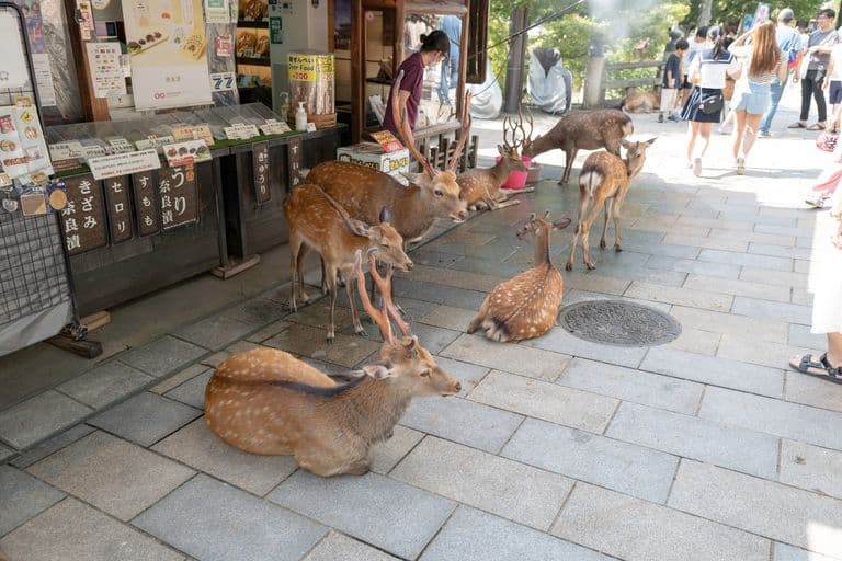 Deer resting and standing on a sidewalk near a shop with people walking by in the background.