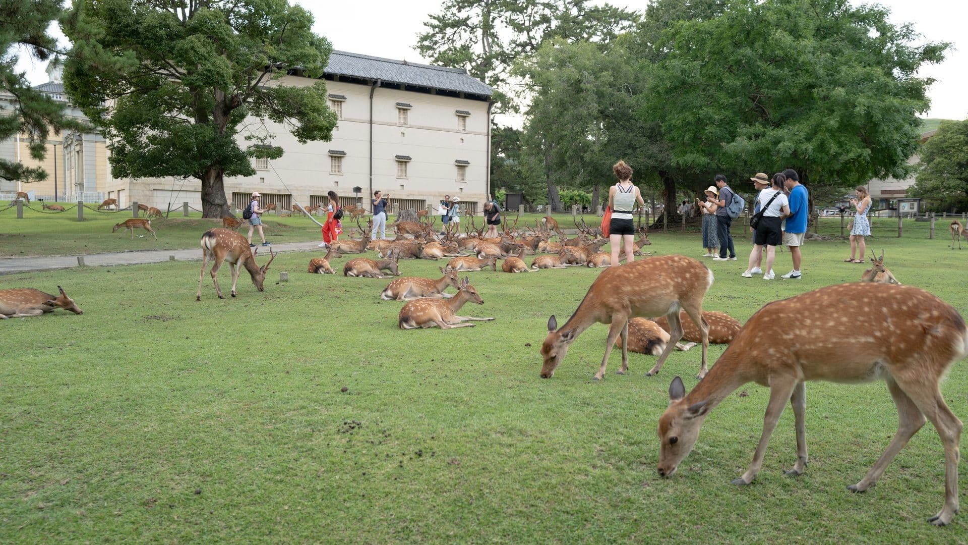 Tourists observing and taking photos of deer in a park with green grass, trees, and a building in the background.