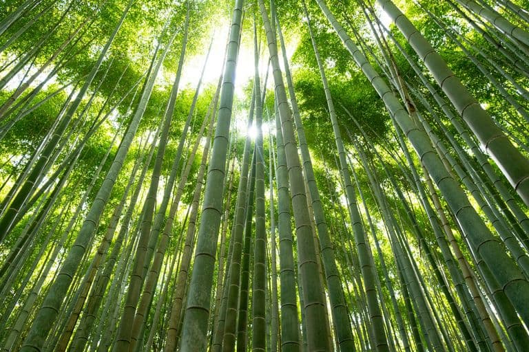 Arashiyama Bamboo Forest