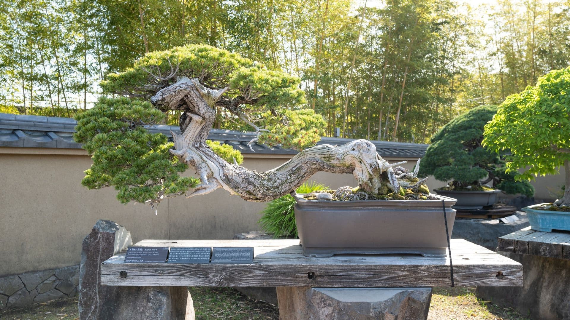 A bonsai tree with a twisted trunk and lush green foliage is displayed outdoors on a wooden table with stone supports. In the background, there are other bonsai trees and a bamboo grove.