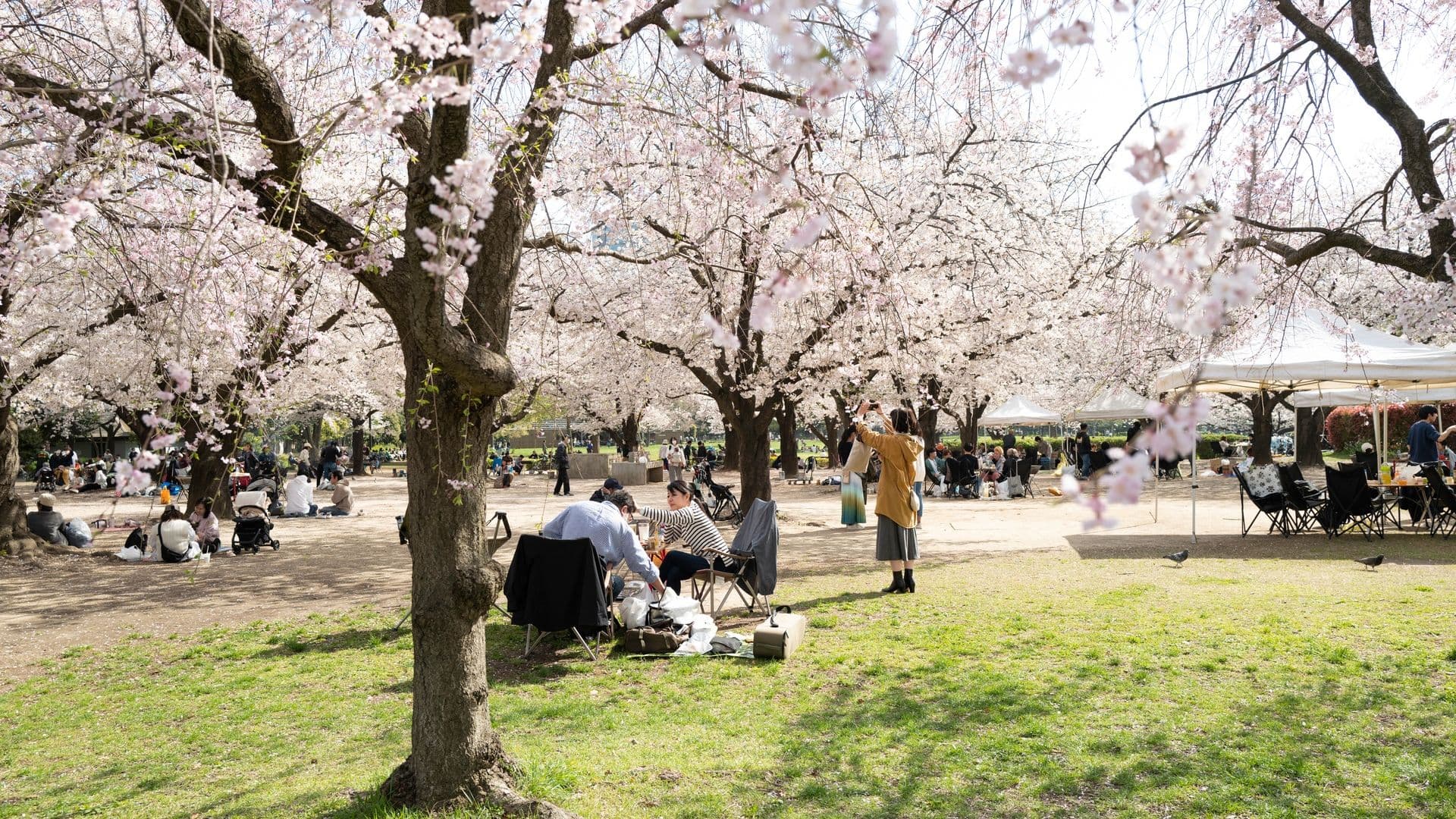 Kiba Park